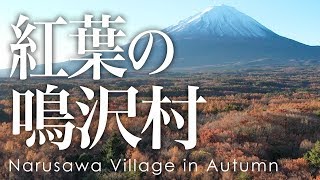 絶景空撮 鳴沢村の紅葉 - Aerial view of Narusawa Village in Autumn taken with a drone