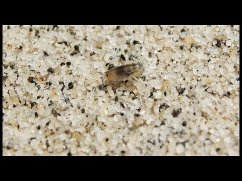 how to eliminate no see ums