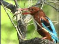 Kingfisher