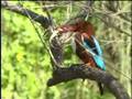 Kingfisher