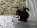 Feeding \"Merzie\" the Squirrel