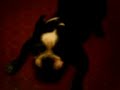 masterbating dog masterbating dog