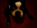 masterbating dog