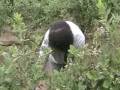 videos de Conociendo la cosecha del arándano en LAEC