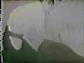 more shingu dojo 1973