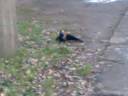 ?asica atakuje gawrona (Mustela nivalis vs Corvus frugilegus) ?asica atakuje gawrona (Mustela nivalis vs Corvus frugilegus)
