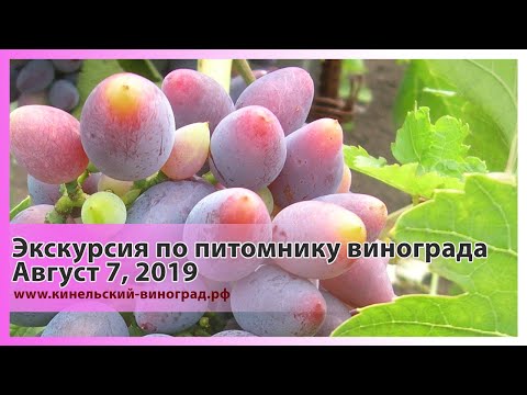 Экскурсия по питомнику винограда. 7.08.2019