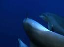 Dauphins (tursiops) s�duction