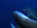Dauphins (tursiops) séduction