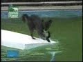 Smart Dog On Ellen Show