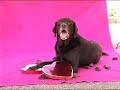 Chocolate Lab finds Valentine Candy.