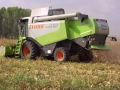 Kukorica betakarítás Sióagárd CLAAS Lexion 550 2/2