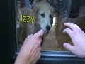 izzy is dogzilla. this cute, hot, funny, sweet, little beast shows why it's ancestor was godzilla. baby golden retriever compliments of jcubedproductions struts her stuff.