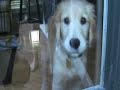 izzy is dogzilla. this cute, hot, funny, sweet, little beast shows why it's ancestor was godzilla. baby golden retriever compliments of jcubedproductions struts her stuff.