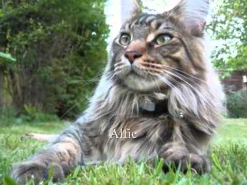 MAINE CAT