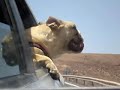 Bulldog mordiendo el aire