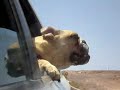 Bulldog mordiendo el aire
