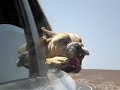 Bulldog mordiendo el aire
