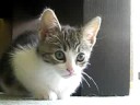 Bibi