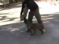 videos de malinois  puppy attack 002