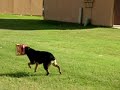Missionary Dog