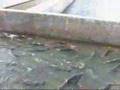 Nimbus Fish Hatchery 07