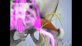 Video Shows Spinal Anatomy & Motion