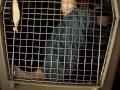 Trapped in a Dog Cage