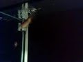 Arowana werid behaviour