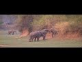 3 baby elephants having fun in big group