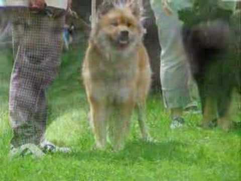 eurasier