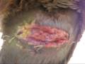 PIT BULL Attack Progress After 12 Days Filmed by Twombly Publishing