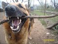 Rego - Who lets the Dogs out Rego - Who lets the Dogs out