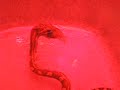 Cornsnake Eating Pinkey