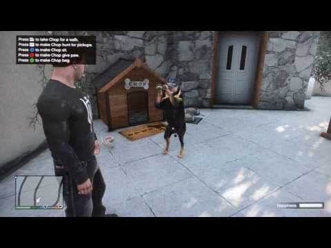 how to train chop the dog gta v