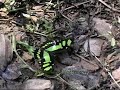 Philaethria dido Philaethria dido