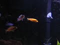 African Cichlid Feeding Frenzy