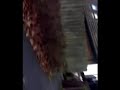 Thomas Walk.wmv