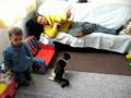 videos de Roxy the cat plays with fishing rod toy