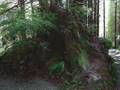 A Walk in the Redwoods