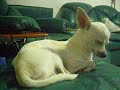 Yuco quedándose dormido
