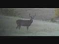Wild Extremes: Wyoming Whitetail (Clip)