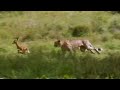 Young cheetahs attack young antelope - Cheetahs - Fast Track to Freedom - BBC