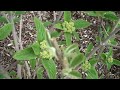 Chris Orser Landscaping  215-249-1236
