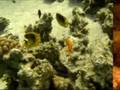 Dahab 2008 Scuba Diving_Part1
