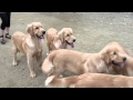 ゴールデンレトリバー 夏合宿 / Goldenretriever summer camp