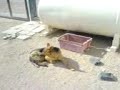en busca de la perra c...lia en busca de la perra c...lia