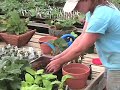 White Flower Farm - How To Grow Tuberous Begonias