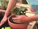 how to grow begonias