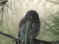 Northern Pygmy Owls
